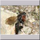 Smicromyrme rufipes - Rotbeinige Spinnenameise 06c 5-9mm Paarung.jpg